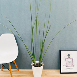 現品］【希少】ユッカ ロストラータ 実生 短葉 幹立 10号 観葉植物