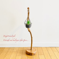 美しく曲線を描くのSサイズの流木スタンド エアプラントを飾れる置物 N3 6枚目の画像