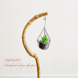 美しく曲線を描くのSサイズの流木スタンド エアプラントを飾れる置物 N3 8枚目の画像