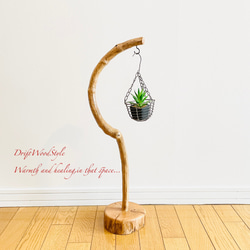 美しく曲線を描くのSサイズの流木スタンド エアプラントを飾れる置物 N3 5枚目の画像