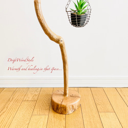 美しく曲線を描くのSサイズの流木スタンド エアプラントを飾れる置物 N3 9枚目の画像