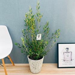 現品］ドラセナ 紅光 コルディリネ 8号 観葉植物 室内 大型 おしゃれ