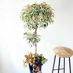 希少》サンスベリア タイハイブリッド Sサイズ 観葉植物 calm cafe