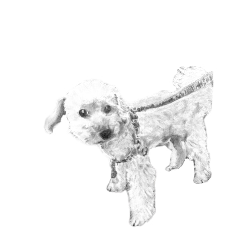 値下げしました！オリジナルのペットの鉛筆画 オーダーメイド☆ペットリアル鉛筆画 絵画 onta3336 通販 20228106