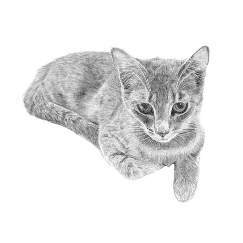 値下げしました！オリジナルのペットの鉛筆画 オーダーメイド☆ペットリアル鉛筆画 絵画 onta3336 通販 20228106