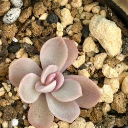 レーマニー錦＊多肉植物＊抜き苗 多肉植物 ＊N＊ 通販 19189220