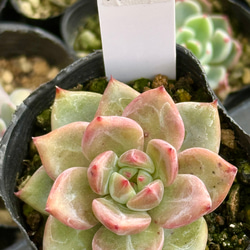 レーマニー(抜き苗)   多肉植物 レーマニー錦＊多肉植物＊抜き苗 多肉植物 ＊N＊ 通販 19189220