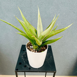 現品］30番 シマトネリコ 曲がり 8号 観葉植物 大型 屋外 ベランダ