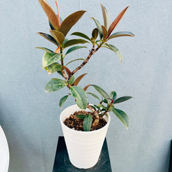 現品］【希少】3番 アロエ ラモシシマ 幹立ち 8号 観葉植物 レア