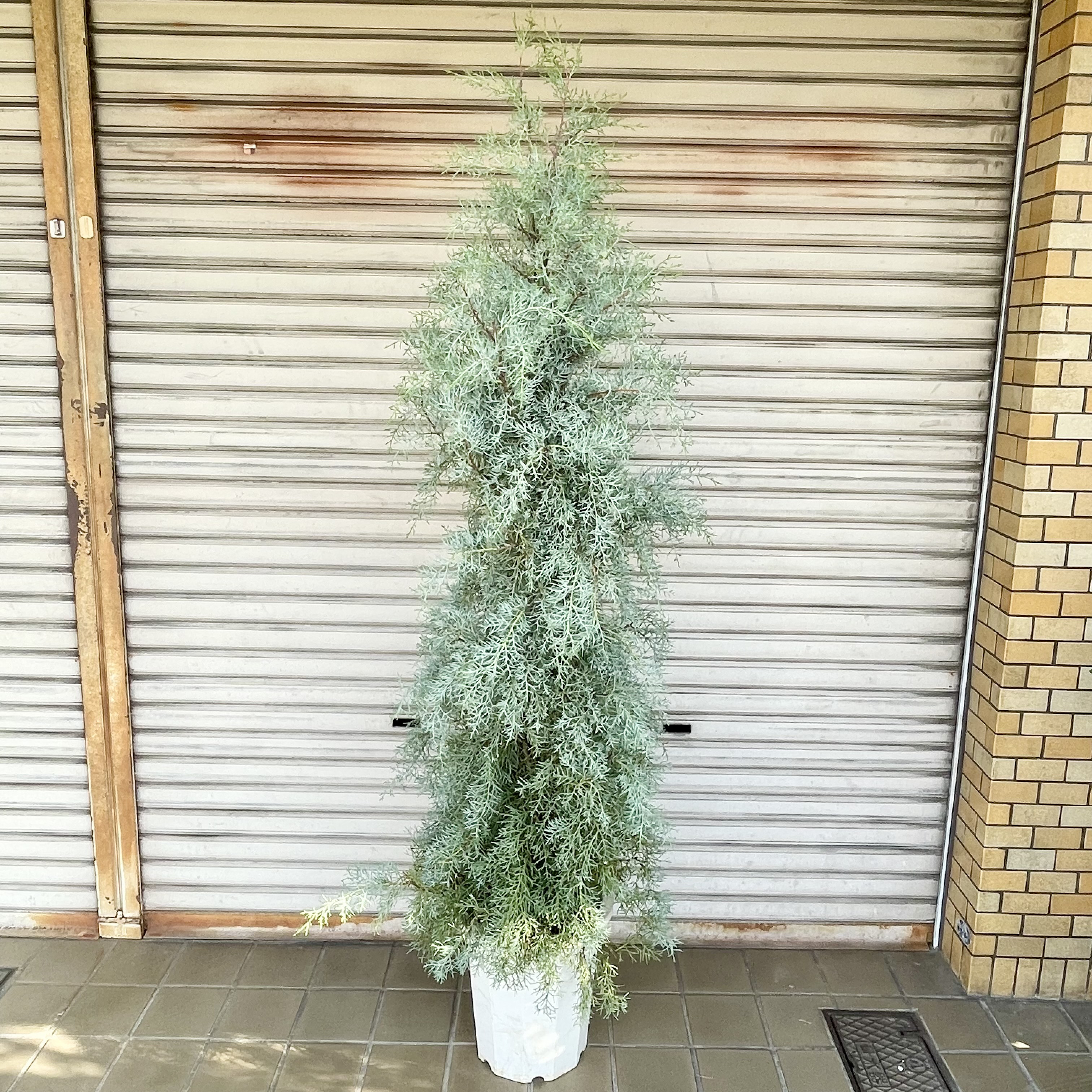 コニファー ブルーアイス 大鉢 H約190cm 10号 シルバーブルーの葉が美しい庭木