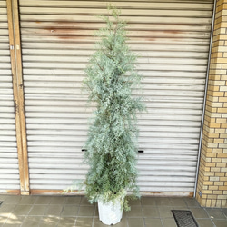 コニファー ブルーアイス 大鉢 H約190cm 10号 シルバーブルーの葉が