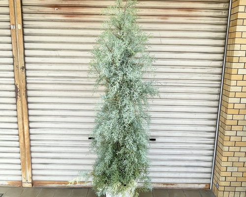 コニファー ブルーアイス 大鉢 H約190cm 10号 シルバーブルーの葉が