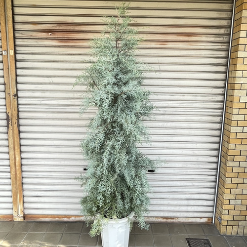 コニファー ブルーアイス 大鉢 H約190cm 10号 シルバーブルーの葉が