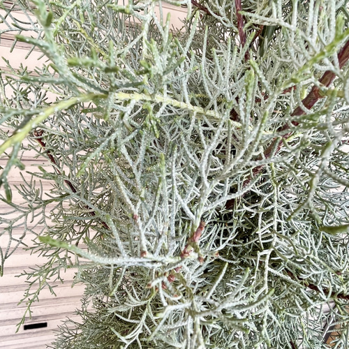 コニファー ブルーアイス 大鉢 H約190cm 10号 シルバーブルーの葉が