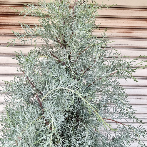 コニファー ブルーアイス 大鉢 H約190cm 10号 シルバーブルーの葉が