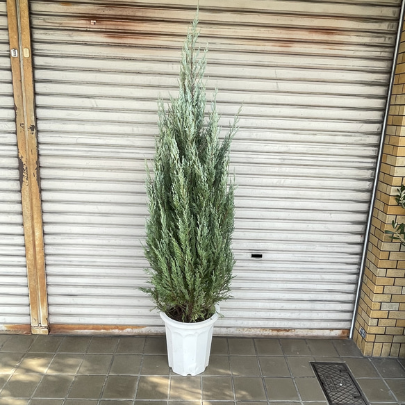 コニファー ムーングロウ 大鉢｜シルバーブルーが美しい常緑樹 10号