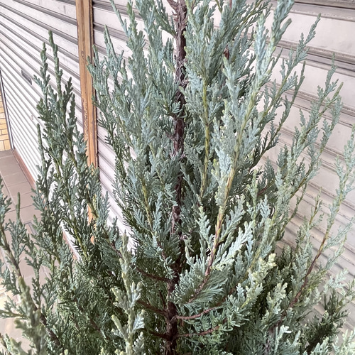 コニファー ムーングロウ 大鉢｜シルバーブルーが美しい常緑樹 10号