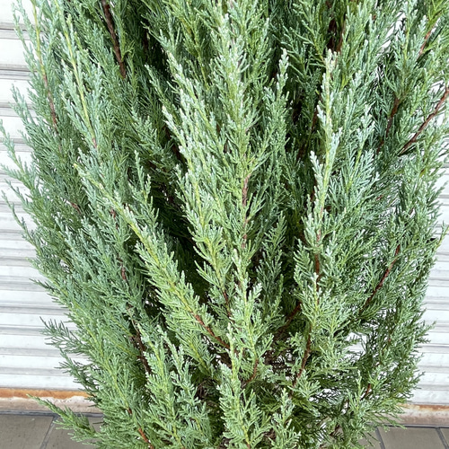 コニファー ムーングロウ 大鉢｜シルバーブルーが美しい常緑樹 10号