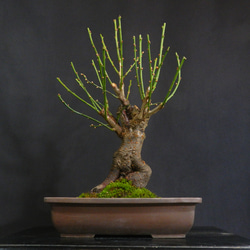 ☆ENGEI ichioki☆八房赤松・小品盆栽◇葉性の短い赤松となります・形