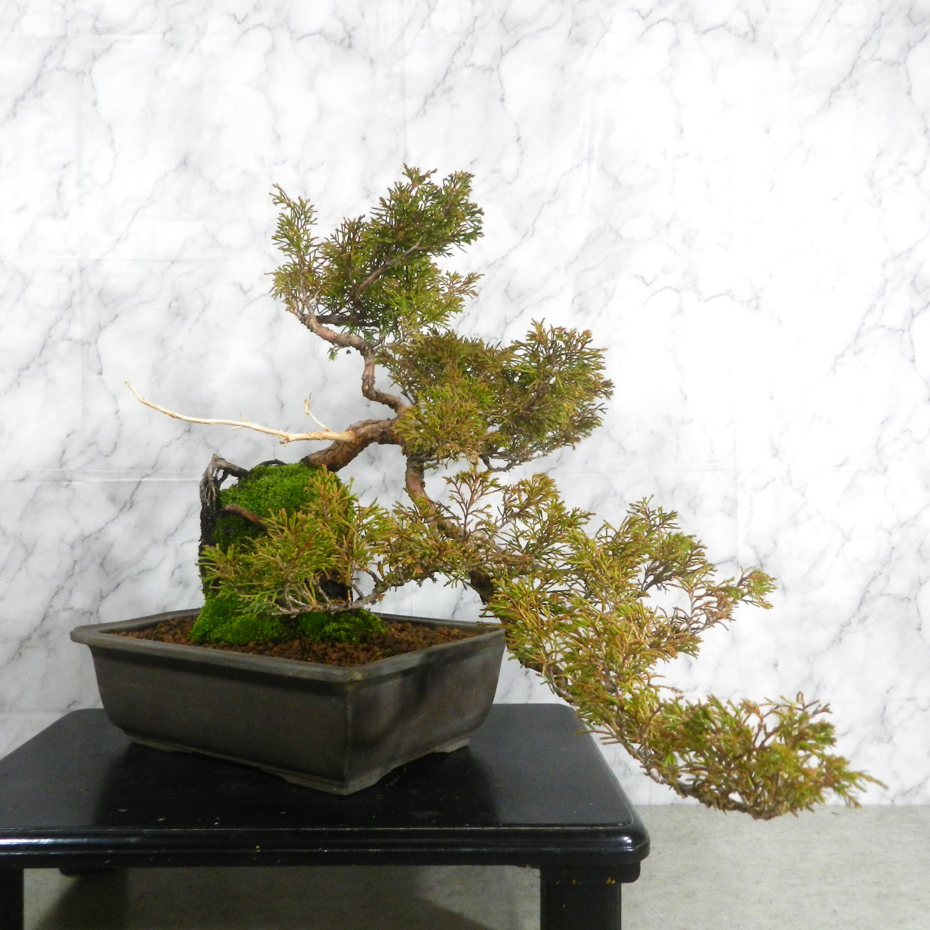 ★ENGEI ichioki★糸魚川真柏・石付創作盆栽◆形良好・見応え充分な一品です◆