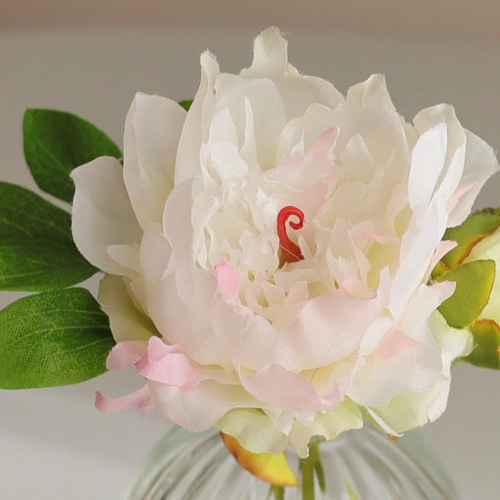 ずっと咲いてる》芍薬（白ピオニー）の一輪挿しアレンジ/ガラス花瓶