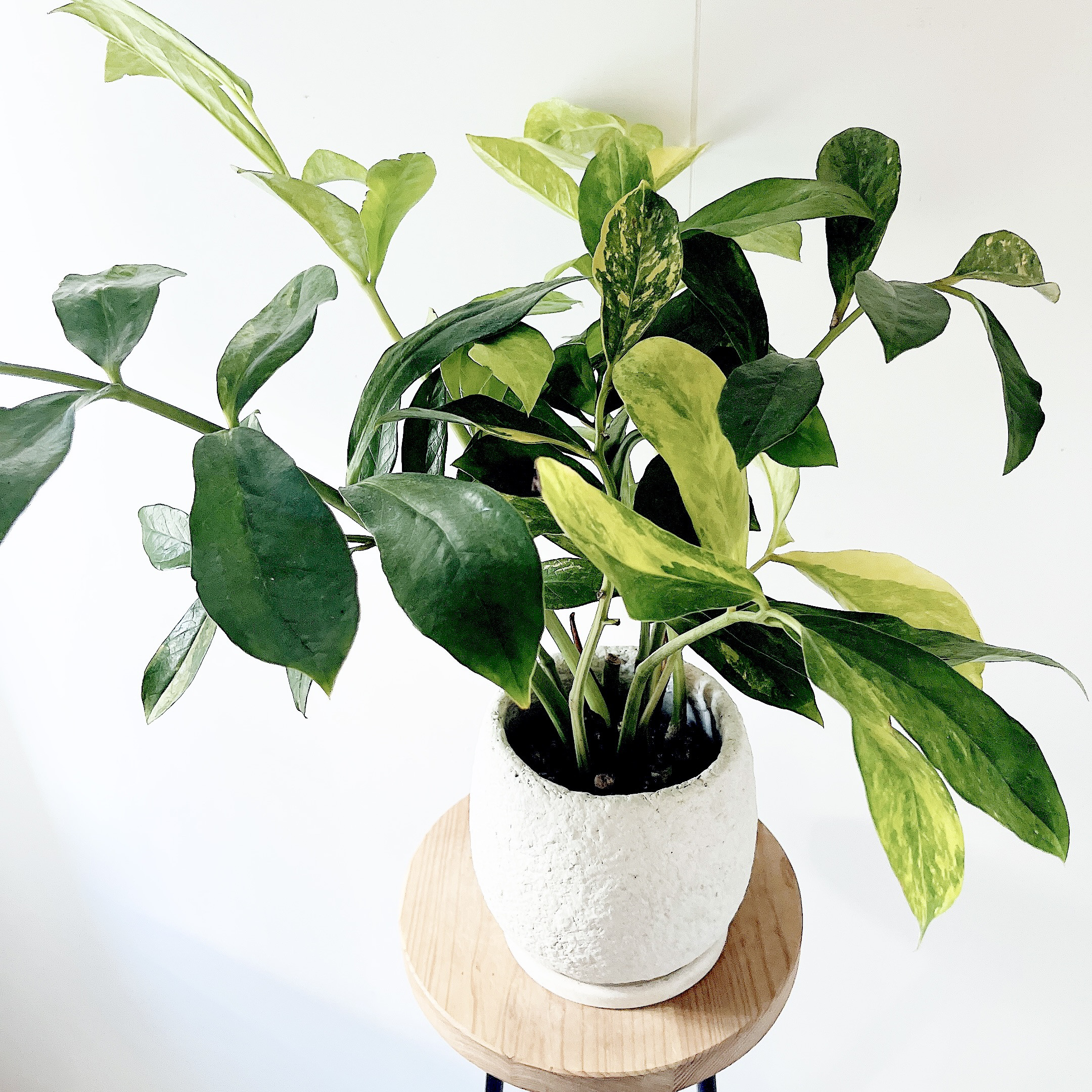 斑入りザミオクルカス｜温もりあるセメントポットの一点もの