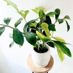 ユニークな葉姿＊フィッシュボーンカクタス＊人気商品【calm cafe