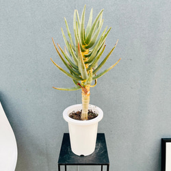 ［現品］【希少】7番　アロエ　ラモシシマ　幹立　8号　大型　レア　羅紋錦　多肉 現品］【希少】7番 アロエ ラモシシマ 幹立 8号 大型 レア 羅紋錦 多肉