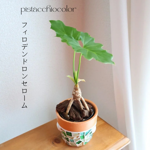 出窓にちょこんと