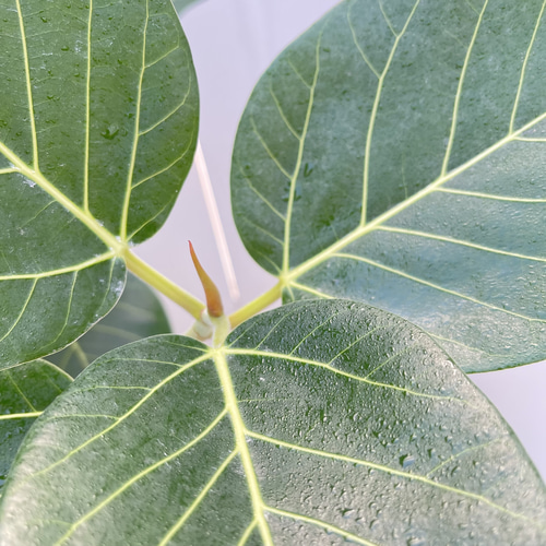 フィカス グランディス 曲がり 2【現品】☆希少☆ 観葉植物 室内 大型