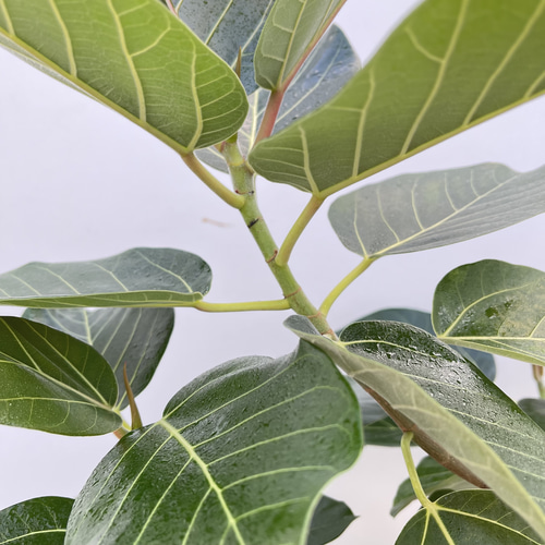 フィカス グランディス 曲がり 2【現品】☆希少☆ 観葉植物 室内 大型