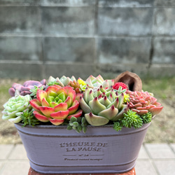 多肉植物 ♡そのまま飾れる寄せ植え♡大きなバスケット♬*° ♡そのまま飾れる♡かごバスケット♬多肉植物寄せ植え