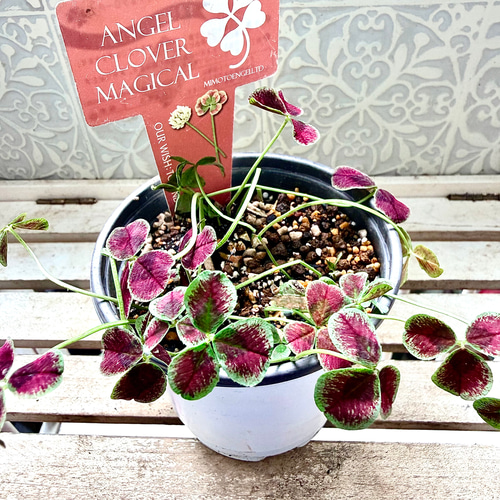 天使の羽 エンジェルクローバー 株分け MAGICAL マジカル 寄せ植え 多
