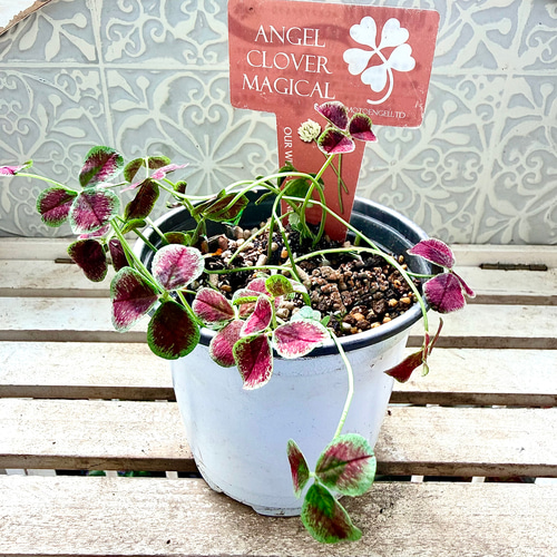 天使の羽 エンジェルクローバー 株分け MAGICAL マジカル 寄せ植え 多