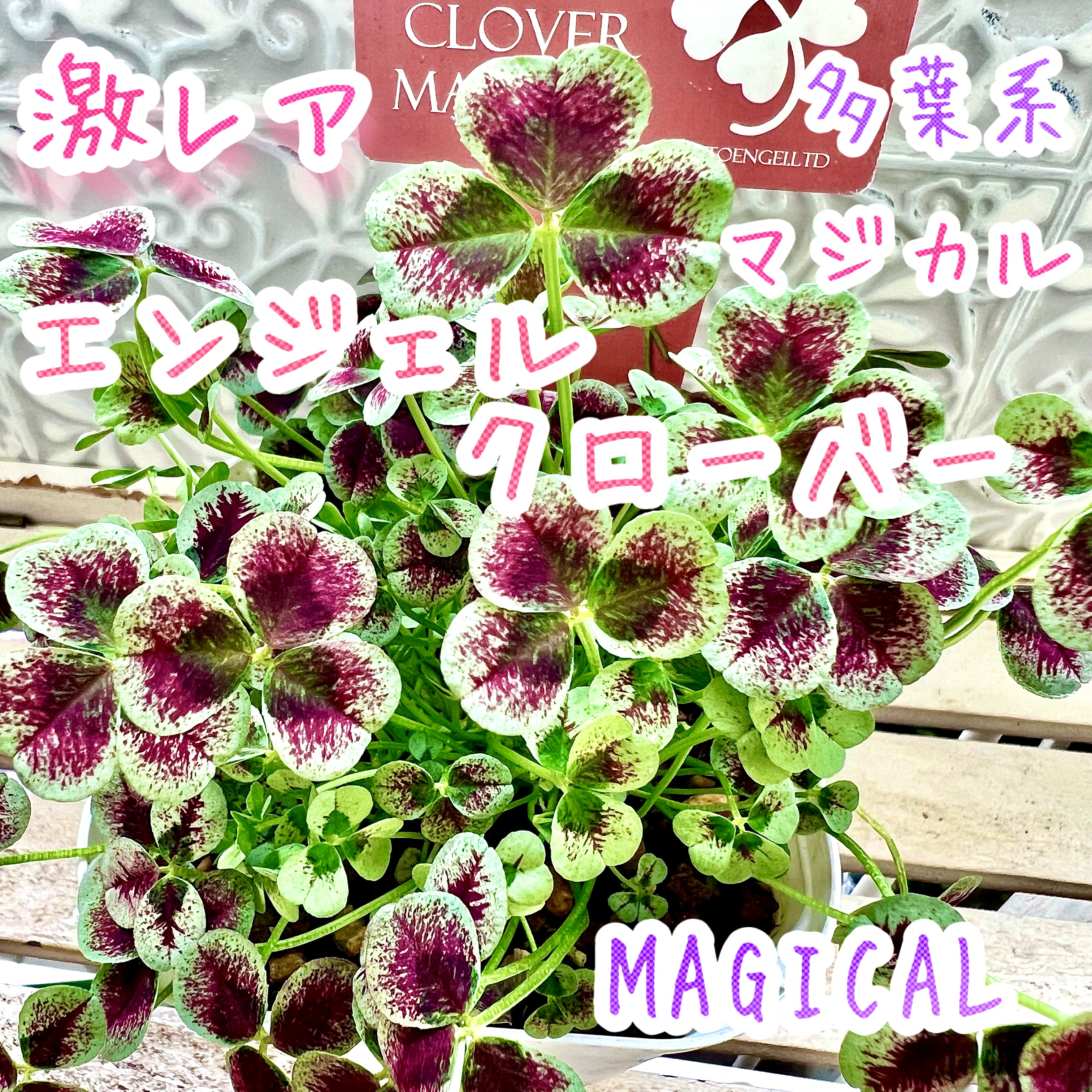 天使の羽 エンジェルクローバー 株分け MAGICAL マジカル 寄せ植え 多