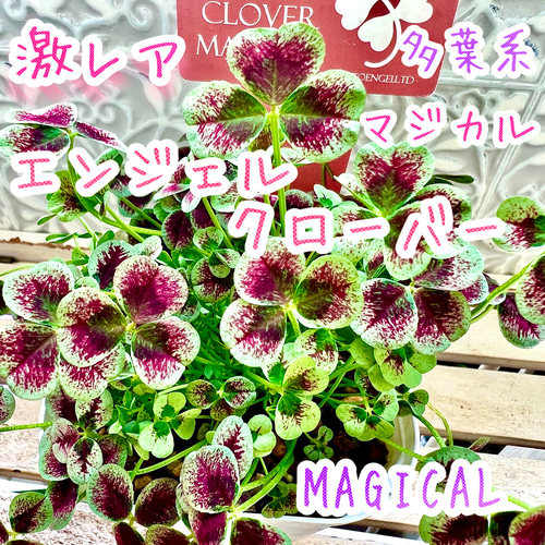 天使の羽 エンジェルクローバー 株分け MAGICAL マジカル 寄せ植え 多
