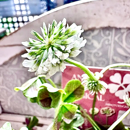 天使の羽 エンジェルクローバー 株分け MAGICAL マジカル 寄せ植え 多