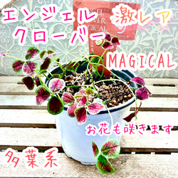 八重咲きローマン 苗 ダブルフラワーカモミール 3.号 元苗 カモミール