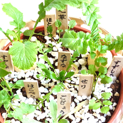 ○数量限定○ 特選 七草の寄せ植え 「春の七草セット 一籠」 無病息災