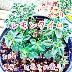 八重咲きローマン 苗 ダブルフラワーカモミール 3.号 元苗 カモミール