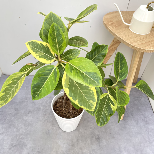 フィカス アルテシーマ フィカス・アルテシーマ 陶器鉢植え・Lサイズ（マットシリーズ