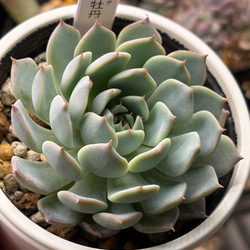 人気原種！☆リンゼアナ実生 多肉植物 自家実生苗 多肉植物 美