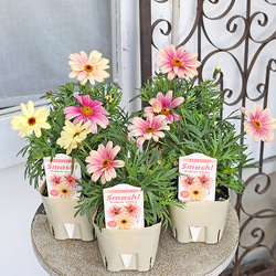 花苗 イングリッシュラベンダー セリーヌ 3.5号 多年草 ハーブ