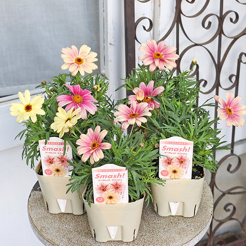 花苗 マーガレット スマッシュ ピーチアイ 3.5号 多年草 一重 パステル