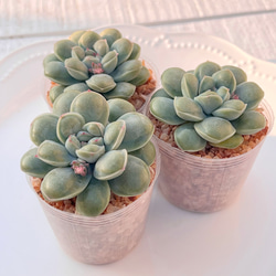2025 New✨多肉植物　ソングフォーユー　韓国苗 2025 New✨多肉植物 ソングフォーユー 韓国苗 多肉植物 pariʚ