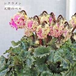 花苗 イングリッシュラベンダー セリーヌ 3.5号 多年草 ハーブ