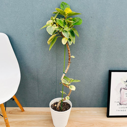 現品］30番 シマトネリコ 曲がり 8号 観葉植物 大型 屋外 ベランダ