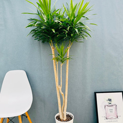 現品］【珍しい】3番 アンスリウム ワロクアーナム 2.5号 観葉植物