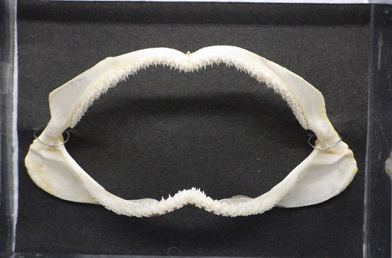 ニホンヤモリザメ Galeus nipponensis　骨格標本
