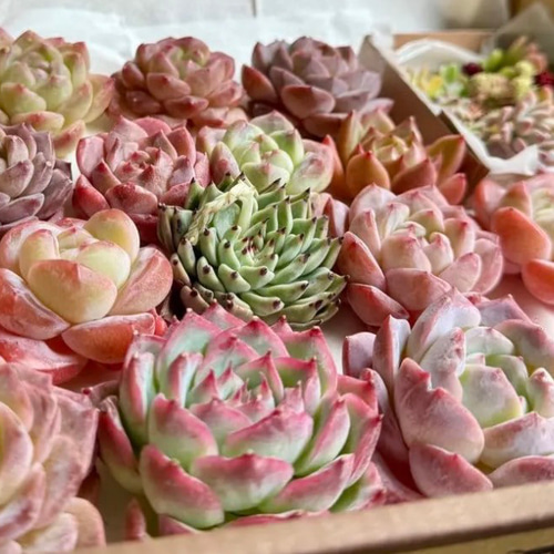 ピンク pink box＊ おまけ付き エケベリアmix 20個 多肉植物 annemoca